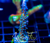 WWC YELLOW TIPS ACRO COMBO