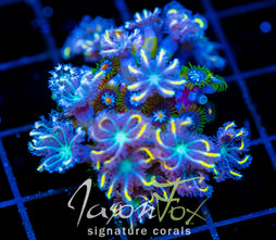 JF YELLOW INFUSED RAINBOW CLOVES COMBO