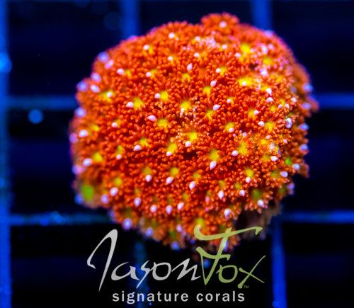 JF KALEIDOSCOPE GONI