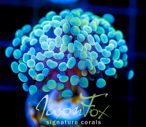 JF NEON NIGHT SHADE HAMMER