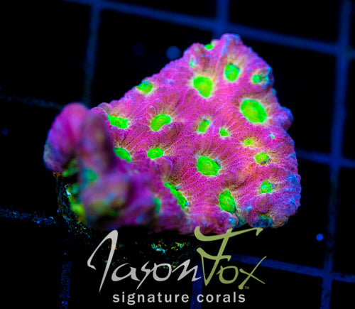 JF DAY GLO FAVIA