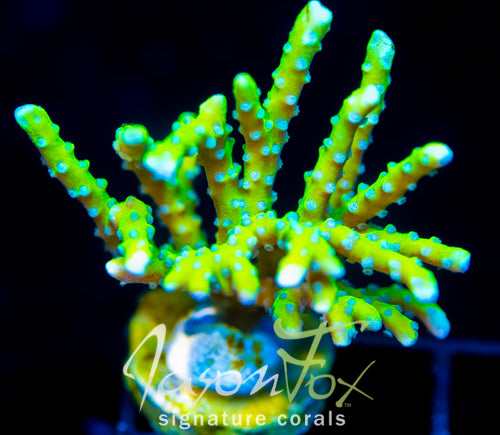 BR GREEN GOBLIN ANACROPORA XL FRAG