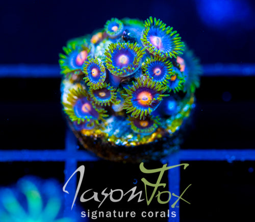 JF BIG BANG ZOA
