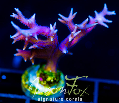 JF PINK FLAMINGO BN XL FRAG