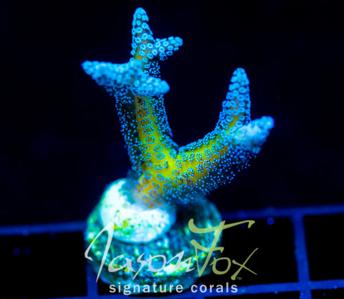 JF ENCHANTED FOREST BN