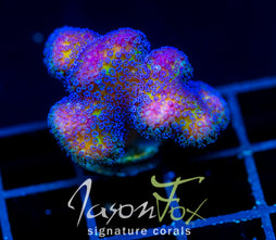 JF BLUEBERRY FIELDS STYLO