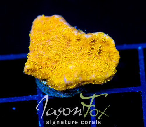 JF GOLDEN YELLOW PAVONA