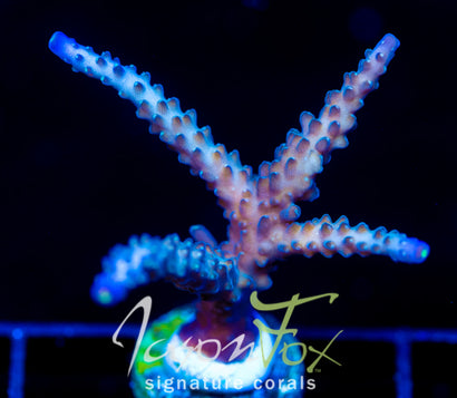 JF COOLERS CHAMPAGNE ACRO XL FRAG
