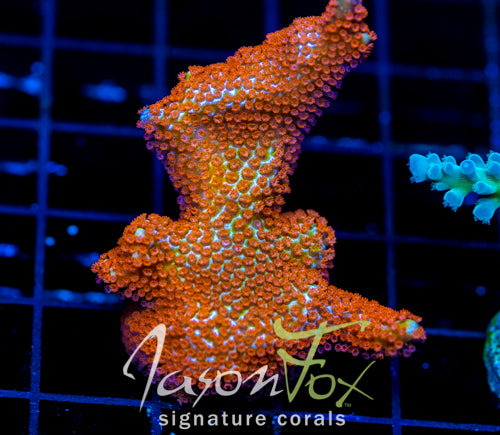 JF SUNTAN DIGI XL FRAG