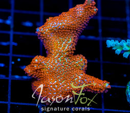 JF SUNTAN DIGI XL FRAG