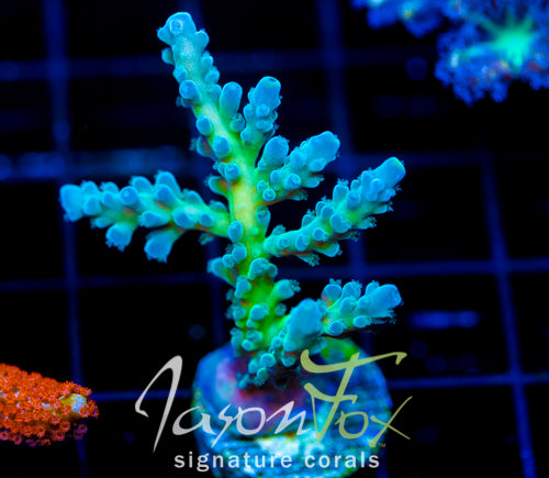 JF LEMONGRASS ACRO XL FRAG