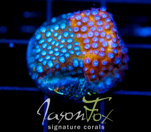 JF FENDER BENDER CYPHASTREA