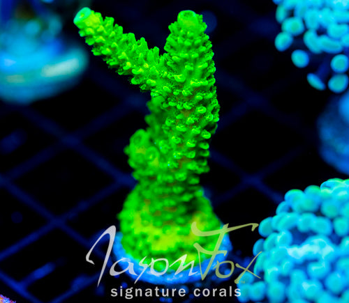 GREEN SLIMER ACRO XL FRAG