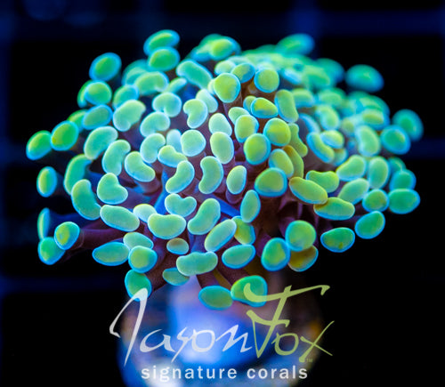 JF NEON NIGHT SHADE HAMMER