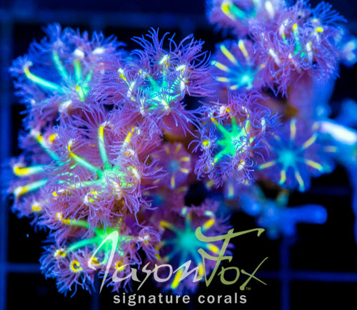 JF YELLOW INFUSED RAINBOW CLOVES XL FRAG