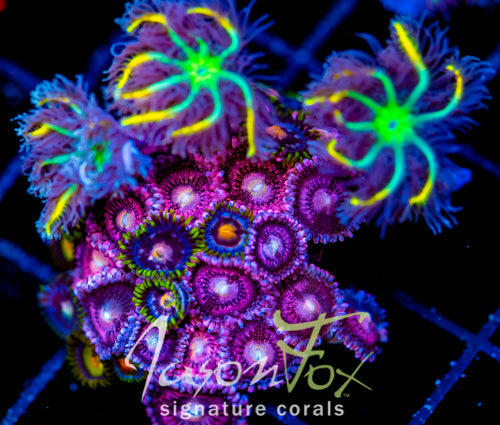 JF YELLOW INFUSED RAINBOW CLOVES COMBO XL