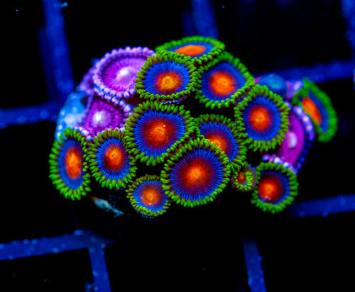 JF DRAGON EYES COMBO