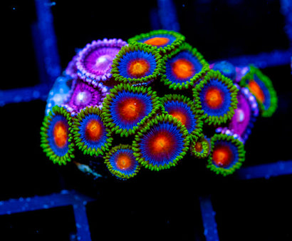 JF DRAGON EYES COMBO