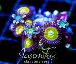 JF KUNG FU FIGHTERS PALYS COMBO