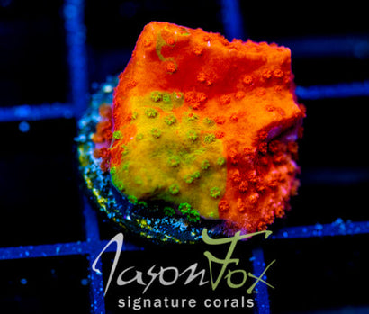 WWC GRAFTED MONTI CAP