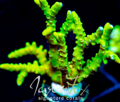 BR GREEN GOBLIN ANACROPORA XL FRAG