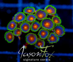 JF DRAGON EYES ZOAS
