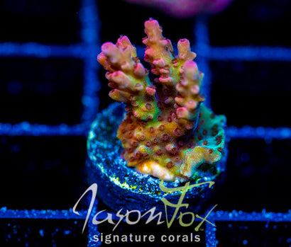 HUGOS ANGRY ROMUALDA ACRO