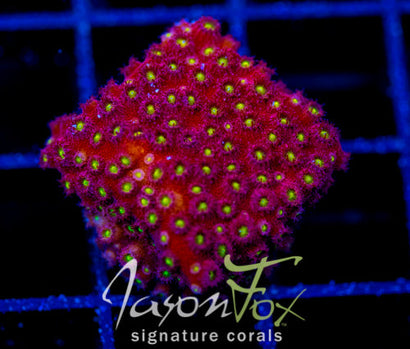 BLING BLING CYPHASTREA