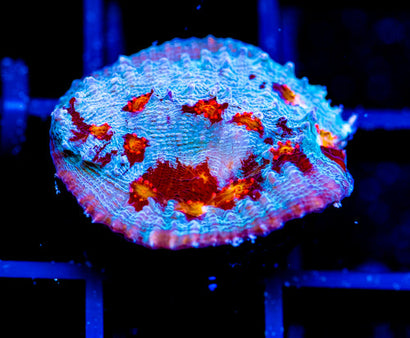 JF RED HELLSPAWN CHALICE