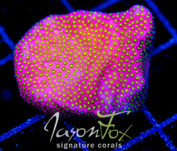 WWC ELECTRIC DAISY STYLO XL FRAG