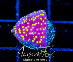 JF YELLOW FEVER MONTI