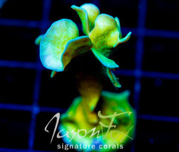 JF JUNGLE GYM BRANCHING LEPTO XL FRAG