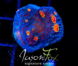 TYREE PUMPKIN PATCH CHALICE