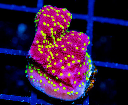 JF YELLOW FEVER MONTI