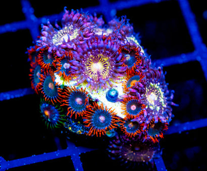 JF MOHICAN SUNS COMBO