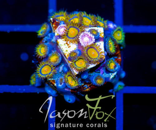 JF SUNFLOWER ZOAS COMBO