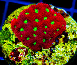 JF DEVILS BREW FAVIA