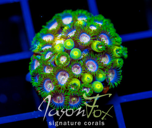 CC LAZER LEMONS ZOAS