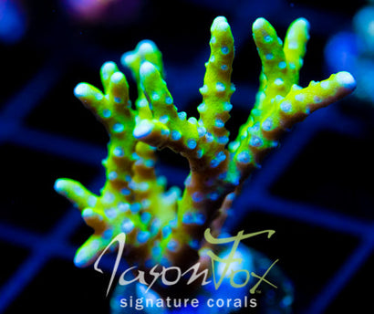 BR GREEN GOBLIN ANACROPORA