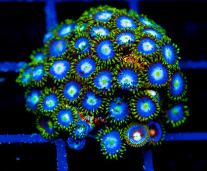 JF SKY BLUES ZOAS