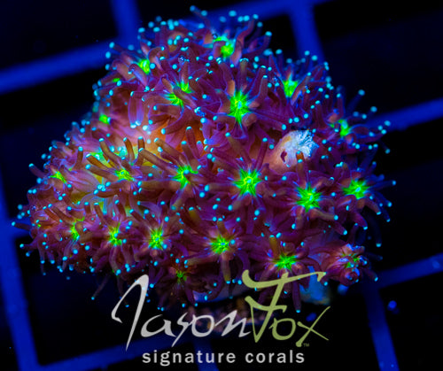 JF ALIEN EYE GALAXIA