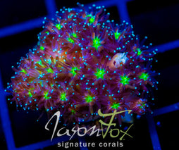 JF ALIEN EYE GALAXIA