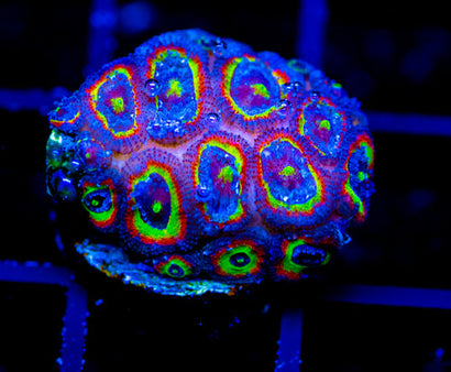 F2M HOLY GRAIL MICROMUSSA XL FRAG