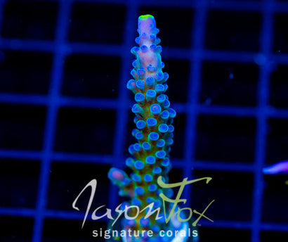 WWC YELLOW TIPS ACRO