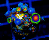 JF DRAGON EYES ZOAS
