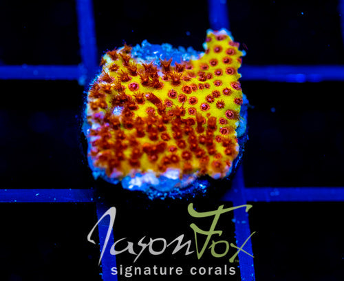 JF BURNING BANANA STYLO