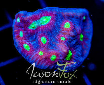 WWC DISTRICT 9 CHALICE