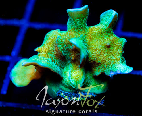 JF JUNGLE GYM BRANCHING LEPTO