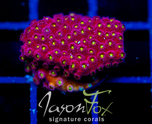 BLING BLING CYPHASTREA