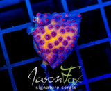 JF B'DAZZLED CYPHASTREA